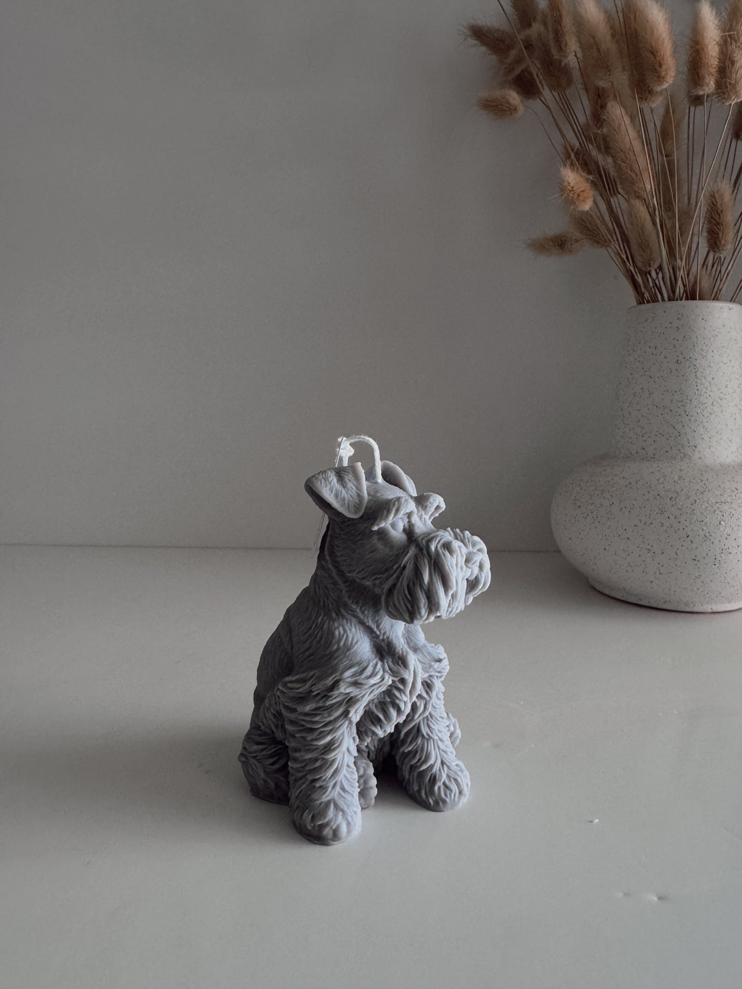 Schnauzer Mini